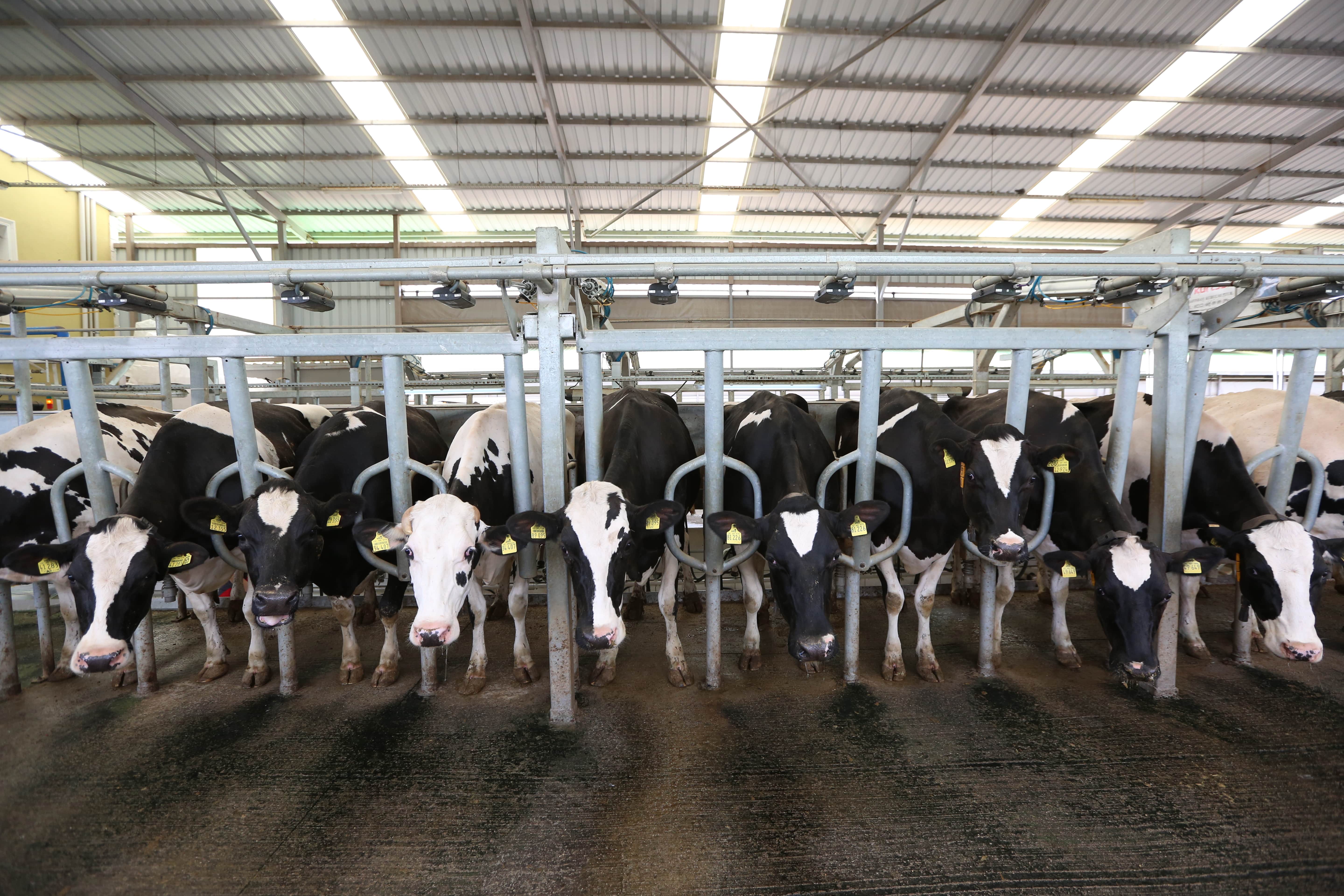 Hızlı Çıkış Sağım Sistemleri