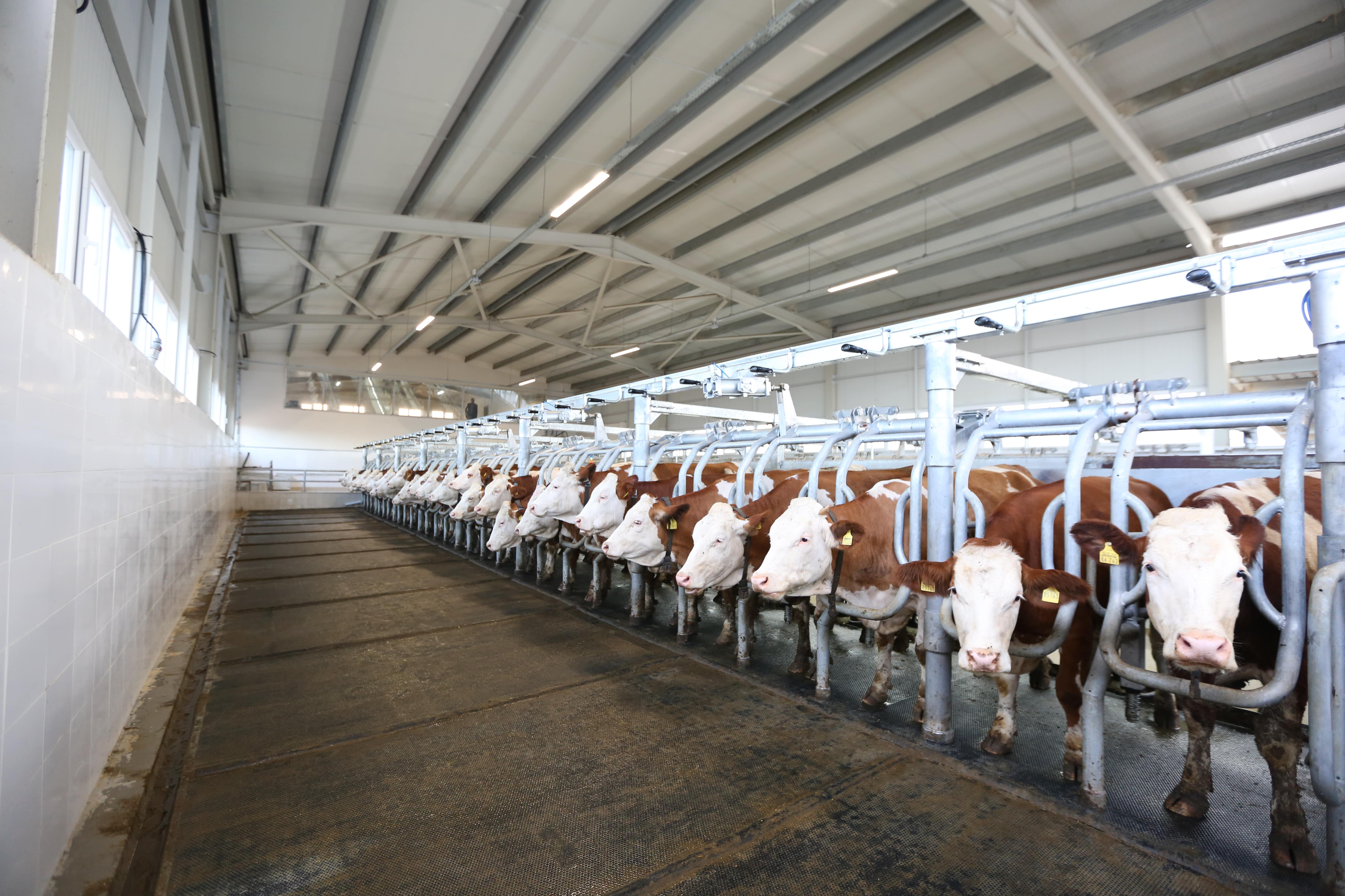 Hızlı Çıkış Sağım Sistemleri