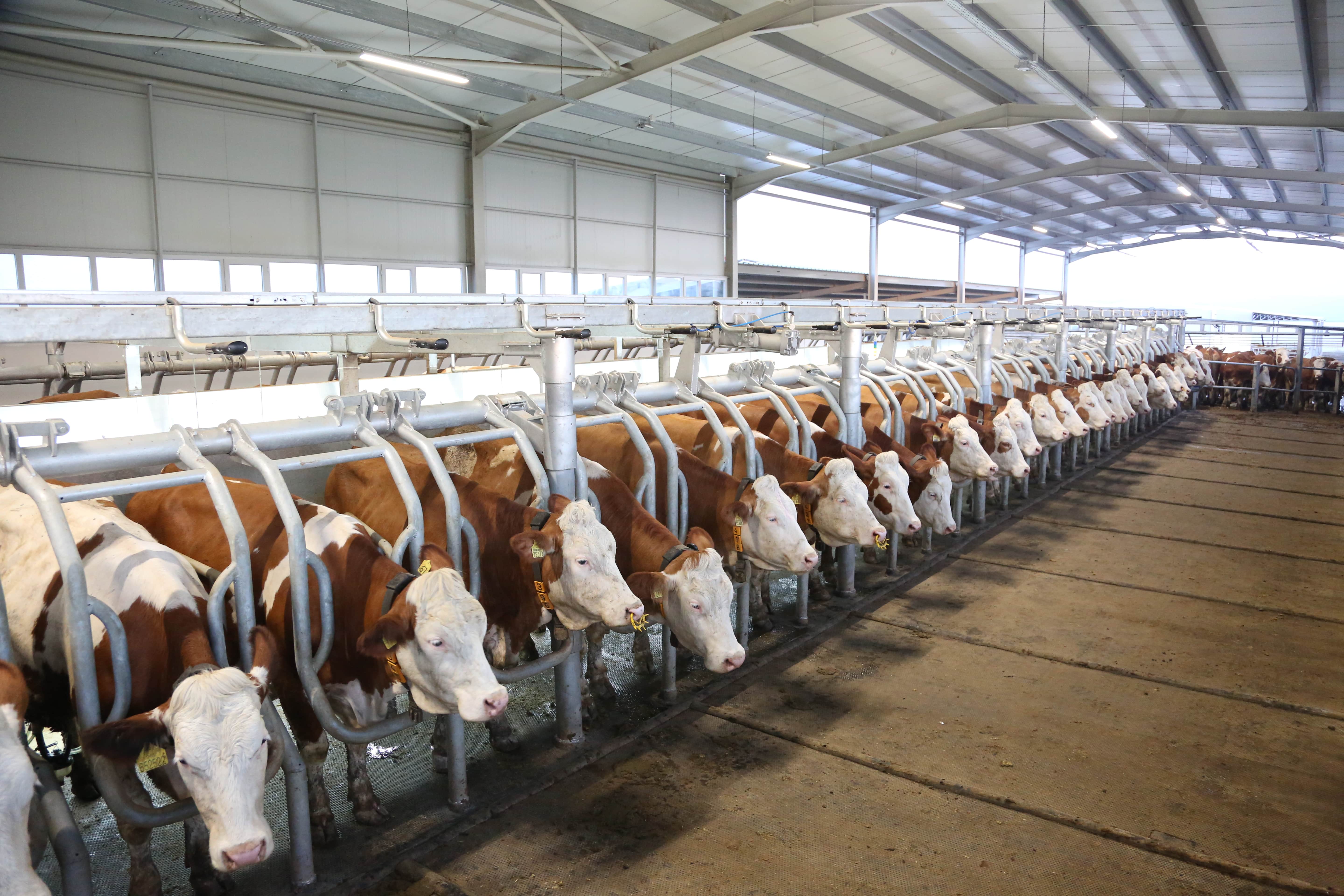 Hızlı Çıkış Sağım Sistemleri