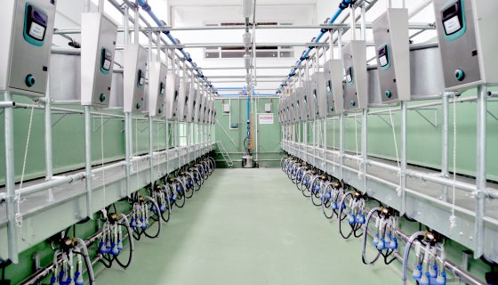 ED200 Otomasyonlu Balıkkılçığı Sağım Sistemi