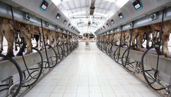 Hızlı Çıkış Sağım Sistemleri